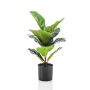 Ficus lyrata plant 55cm