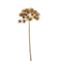Heracleum spray gold 68cm