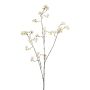 Sanguisorba spray cream 90cm
