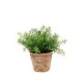Asparagus bush lt green 24cm in tc pot aged