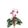 Cyclamen bush white/beauty 30cm