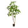 Ficus umbellata tree 180cm