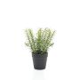Thyme in pot 22cm