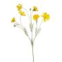 Cosmos spray yellow 90cm