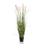 Pampas grass x7 160cm