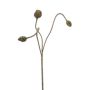 Poppy seed spray green 75cm