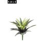 Agave bush green 18cm/21lvs
