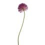 Allium spray purple 72cm