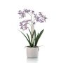 Renanthera orchid purple in pot 56cm