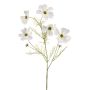 Cosmos spray white 75cm