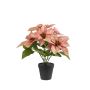 Poinsettia bush peach 38cm in black pot