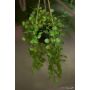 Ceropegia hanging in pot 65cm