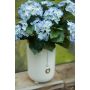Hydrangea bush lt blue 40cm in black pot