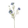 Nigella spray blue 73 cm