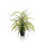 Fern boston in pot 70cm