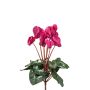 Cyclamen bush hot pink 30cm
