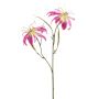 Gloriosa spray pink 58cm