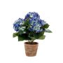 Hydrangea bush 40cm dk blue in tc pot aged