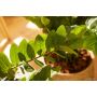 Zamioculcas plant 70cm