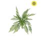 Fern asplenium bush UV 55cm
