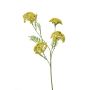 Achillea spray yellow 60cm