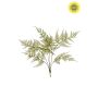 Fern garden bush UV green 65cm
