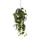 Ivy hanging bush green in pot 70cm