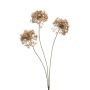 Allium spray old pink 62cm