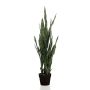 Sansevieria dk green in pot 97cm