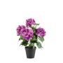 Hydrangea bush fuchsia 40cm in black pot