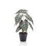 Alocasia bush in pot 40cm
