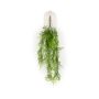 Asparagus plumosus hanging bush 80cm