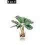 Calathea x12 39cm in glass pot 10cm