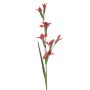 Gladiolus spray coral 104cm