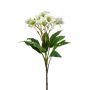 Helleborus spray white 60cm