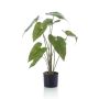 Alocasia zebrina plant 75cm