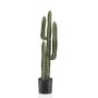 Cactus euphorbia canariensis 75cm