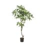 Pachira mini trunk tree 150cm