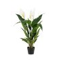 Spathiphyllum plant 90cm