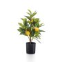 Lemon tree w5 fruits in pot 40cm