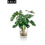 Monstera x9 45cm in glass pot 12cm