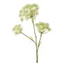 Heracleum spray white 105cm