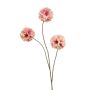 Scabiosa spray peach 74cm