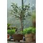 Olive mini tree in pot 65cm