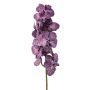 Vanda spray purple 78cm
