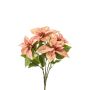 Poinsettia bush x5 peach 42cm
