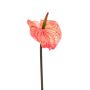 Anthurium spray orange 65cm