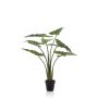 Alocasia frydek 100cm/7lvs