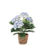 Hydrangea bush lt blue 40cm in tc pot aged