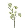 Achillea spray cream 60cm